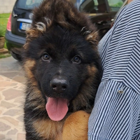 Cuccioli pastore tedesco pelo lungo