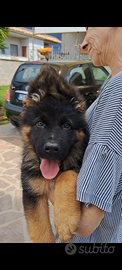 Cuccioli pastore tedesco pelo lungo