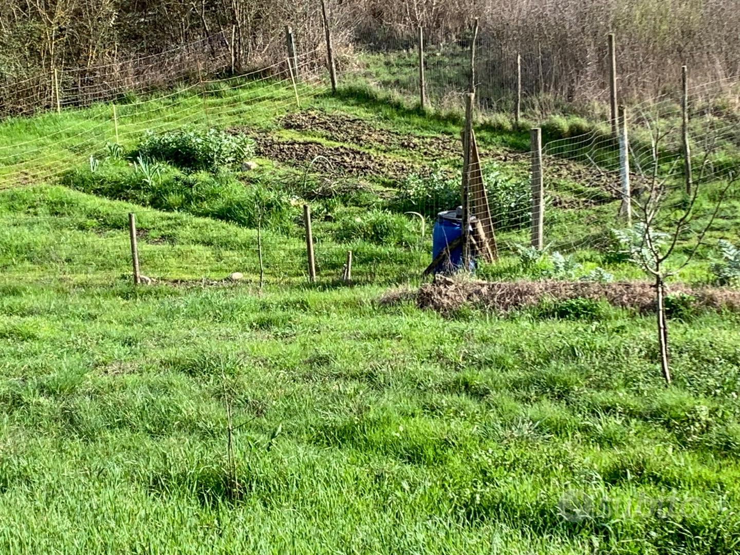 Terreno con ulivi - Vista 3