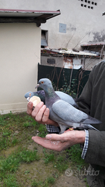 Coppie colombi riproduttori addestrati