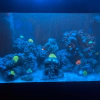 Acquario marino 10 mesi di vita