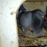 Piccioni