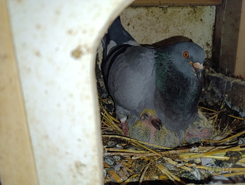 Piccioni