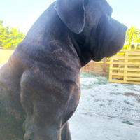 Cane corso