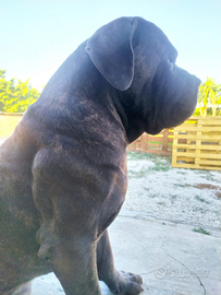 Cane corso