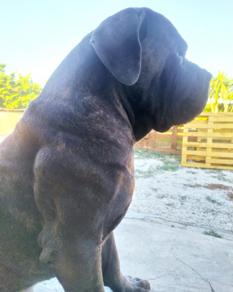 Cane corso