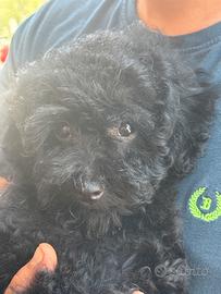 Barboncino black black