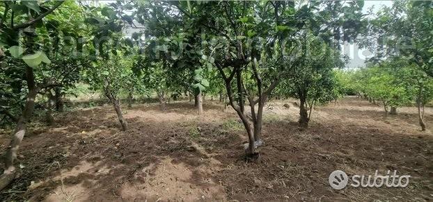 Terreno agricolo-edificabile Fiumefreddo d Sicilia - Vista 5