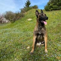 Pastore belga disponibile per monta