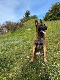 Pastore belga disponibile per monta