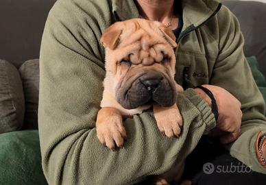 Cucciolo Shar Pei