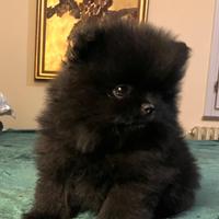 Spitz Pomerania total Black