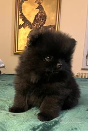 Spitz Pomerania total Black