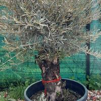 Olivo in vaso promo a 250 euro