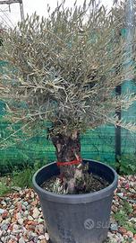 Olivo in vaso promo a 250 euro