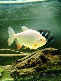 Colossoma albino