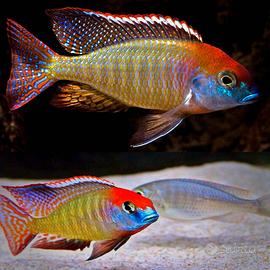 Ciclidi Malawi acquario pesci Africani