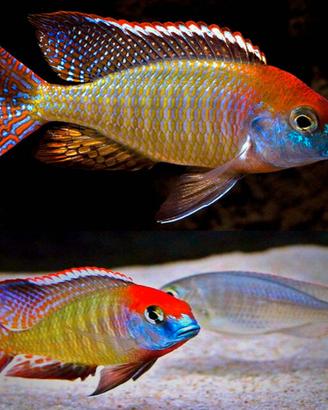 Ciclidi Malawi acquario pesci Africani