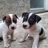 Jack russel terrier