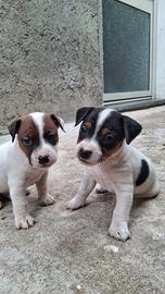 Jack russel terrier