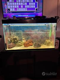 Acquario 250l acqua salata
