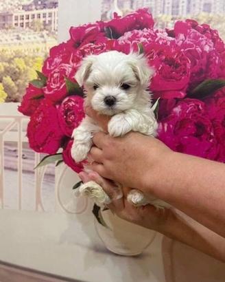 Cuccioli di maltese
