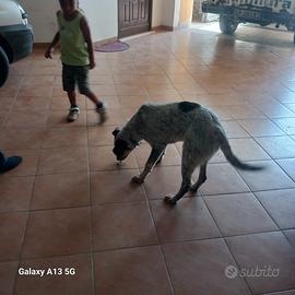 Cagnolina affettuosa