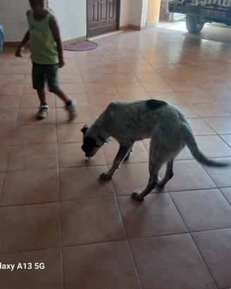Cagnolina affettuosa