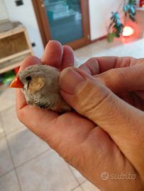 Diamantini mandarini o bengalini e Cocorite