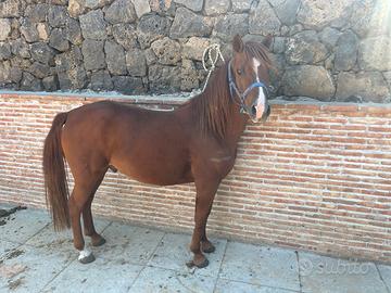 Pony