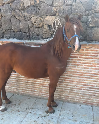 Pony