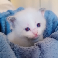 Cuccioli Ragdoll