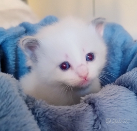 Cuccioli Ragdoll