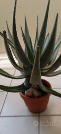 Pianta " ALOE VERA"     
