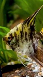 Pesce scalare Tiger