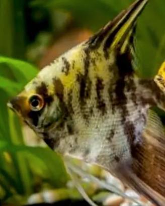 Pesce scalare Tiger
