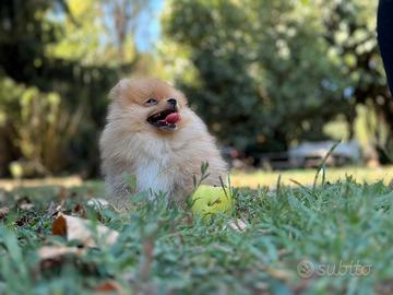 Spitz nano di Pomerania