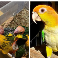 Caicco femmina da produzione o o prendo maschio