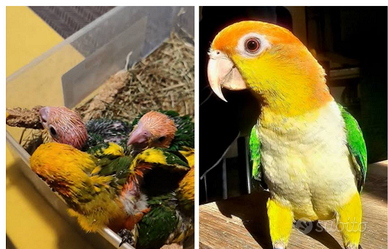 Caicco femmina da produzione o o prendo maschio