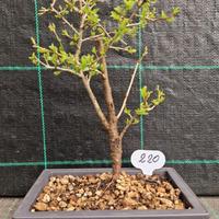 Bonsai diPrugnolo Selvatico (Prunus Spinosa) 220