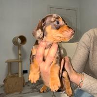 Bassotto arlecchino cioccolato kaninchen