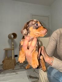 Bassotto arlecchino cioccolato kaninchen