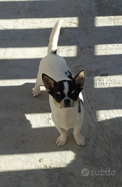 Maschietto chihuahua
