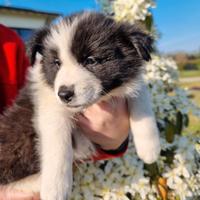 Cuccioli di border collie