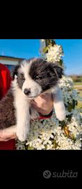 Cuccioli di border collie