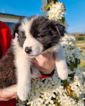 Cuccioli di border collie