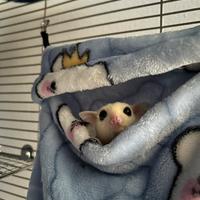 Coppia petauri dello zucchero