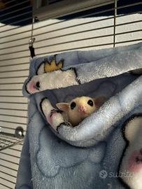 Coppia petauri dello zucchero