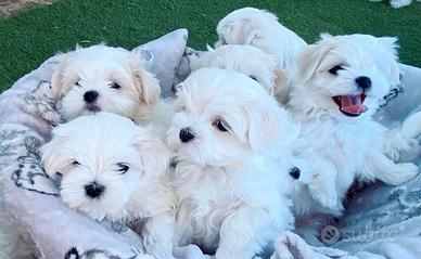 Cuccioli di maltese maschi femmine