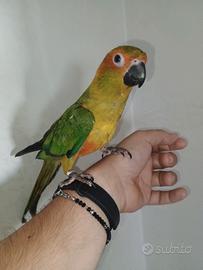 Conuro del sole